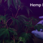Hemp Plants